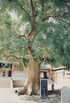 1995_Shaolin_0098.jpg